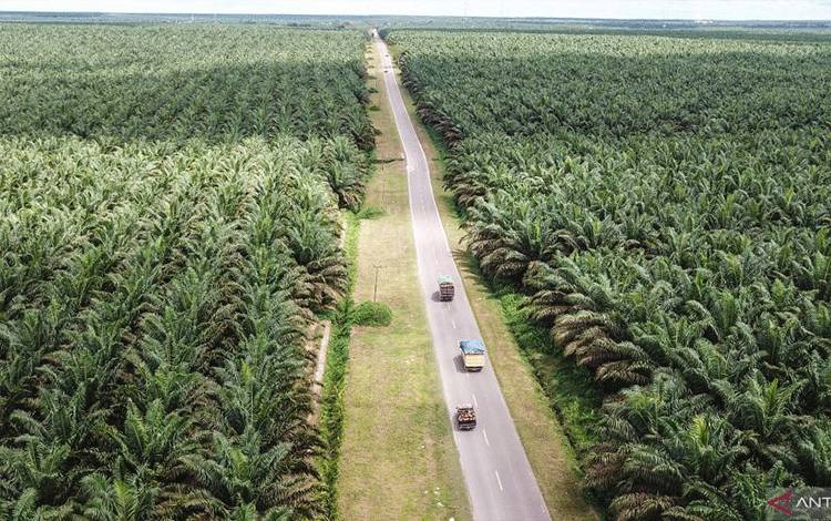 melintas di areal perkebunan sawit milik salah satu perusahaan di Pangkalan Banteng, Kotawaringin Barat, Kalimantan Tengah, Senin (7-11-2022). Sawit dan industri pengolahan produk turunannya memiliki kontribusi signifikan dalam perekonomian Indonesia. ANTARA FOTO/Makna Zaezar/hp.