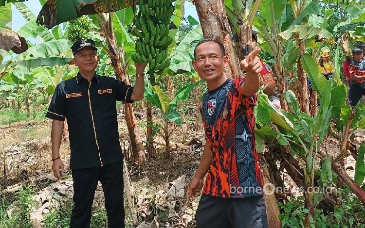 Pemkab Gunung Mas Dukung Masyarakat yang Serius Bertani
