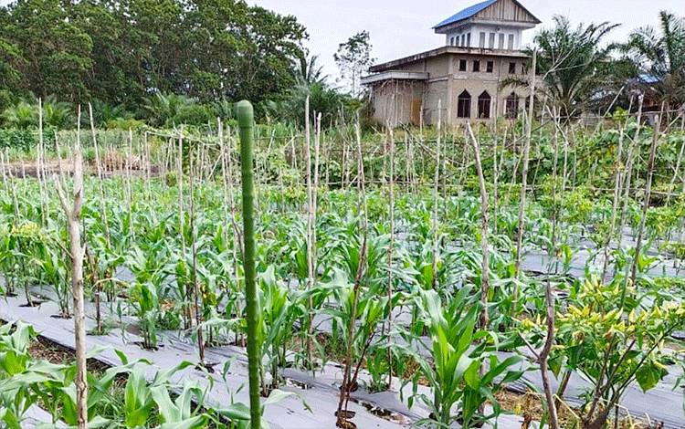 Kelompok Tani Maju Bersama Kembangkan Jagung Pulut Bantuan Danramil 1012-04 Tamiang Layang