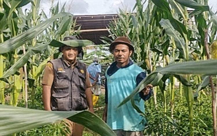 Petani di Desa Balawa Jual 7.000 Buah Jagung Manis Saat Malam Tahun Baru
