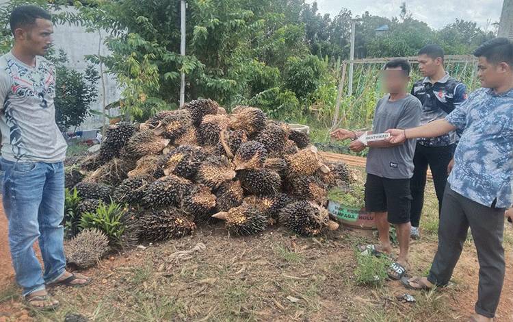 Pria 50 Tahun ini Apes, Ditinggal Kabur Rekannya Saat Curi Buah Sawit di PT WNL