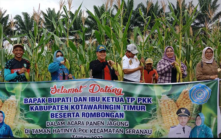 Kecamatan Seranau Panen Jagung 2.600 Tongkol