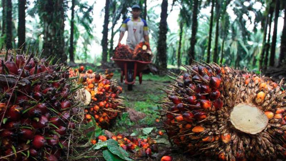 Kelapa sawit menjadi salah satu produk perkebunan andalan Provinsi Kalteng. (FOTO: IST)