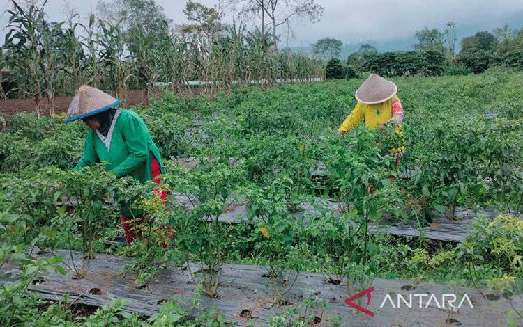 Sejumlah petani di Desa Sumber Bening, Kecamatan Selupu Rejang, Kabupaten Rejang Lebong, Bengkulu, tengah memetik tanaman cabai rawit. ANTARA/Nur Muhamad