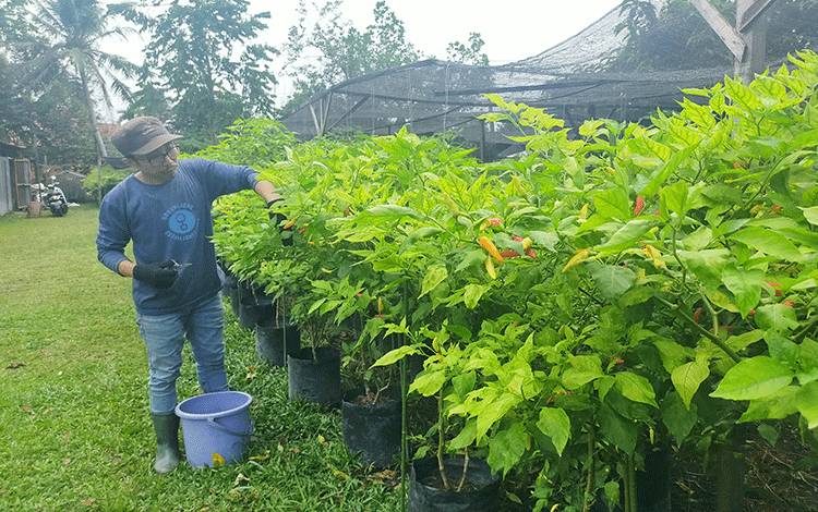 Melihat Tanaman Cabai di Pekarangan Rumah Pengacara, Sepekan Panen Omset Jutaan?