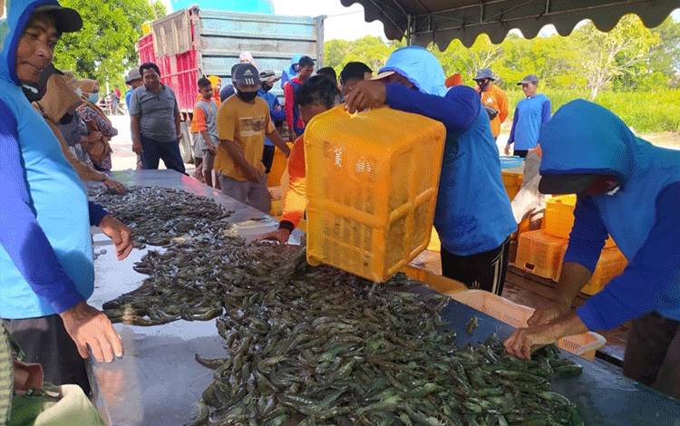 Dinas Perdagangan Sukamara akan Gelar Lomba Cipta Kreasi Makanan Bahan Dasar Udang Vaname