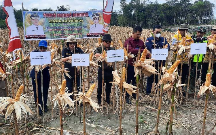 Poktan Katur I Desa Sepang Kota Panen Jagung Hibrida