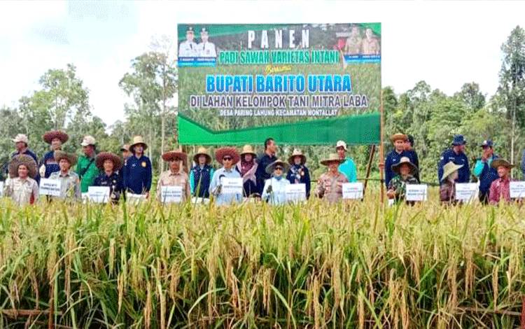 Bupati Barito Utara Panen Bersama Padi Varietas Intani di Lahan Poktan Mitra Laba