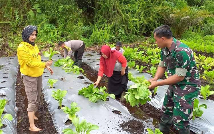 Masyarakat saat melakukan panen sayur bersama Babinsa dan Bhabinkamtibmas. (FOTO: ISTIMEWA)
