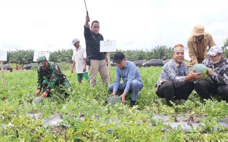Pengembangan Potensi Semangka di Desa Pulau Kaladan Diapresiasi