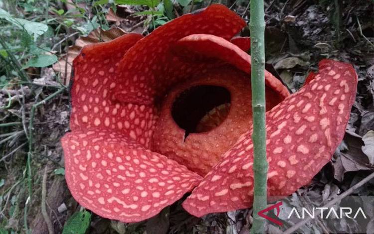 Bunga Rafflesia yang sedang mekar sempurna di Nagari Saniangbaka, Kecamatan X Koto Singkarak, Kabupaten Solok, Povinsi Sumatera Barat. (ANTARA/HO-Dokumen Belukar Tangaya)