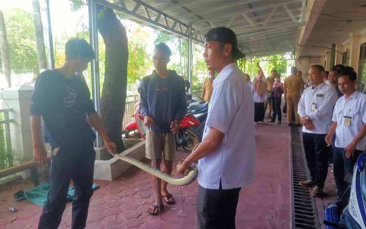 Ular Piton Bertengger di Parkiran Motor Dinas PUPR Kalteng Bikin Geger