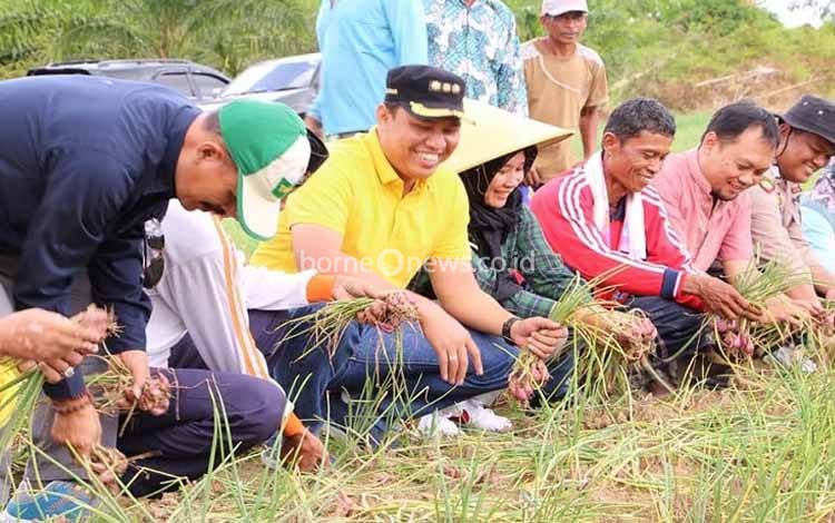 Bupati Lamandau Hendra Lesmana (baju kuning) tengah mengikuti panen bawang merah bersama warga Kecamatan Sematu Jaya. (FOTO : HENDI NURFALAH)