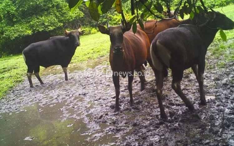 BKSDA Minta Perburuan Banteng Kalimantan Dihentikan