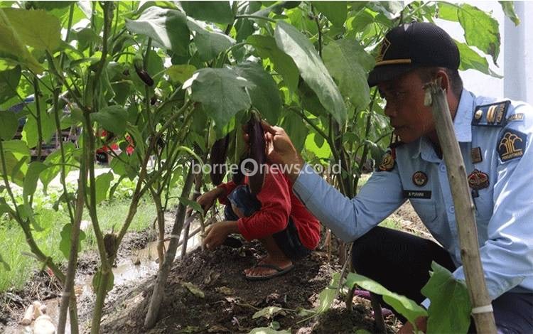 Petugas Rutan Kapuas dan WBP panen hasil budidaya tanaman terong di Rutan setempat. (FOTO: IST)