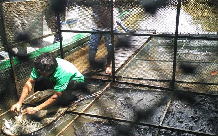 Pelaku Budidaya Ikan Diminta Perhatikan Siklus Pasar