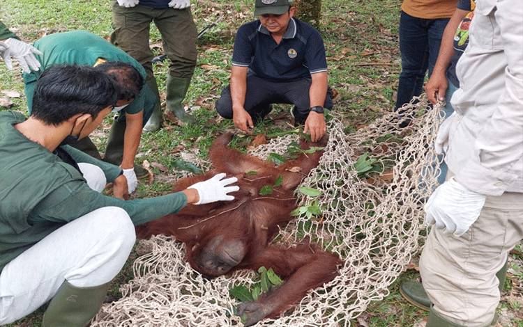 Induk dan Bayi Orangutan Diselamatkan dari Hutan Kawasan Lanud Iskandar Pangkalan Bun