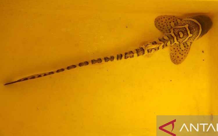 KKP Lepasliarkan Anakan Hiu Belimbing di Raja Ampat