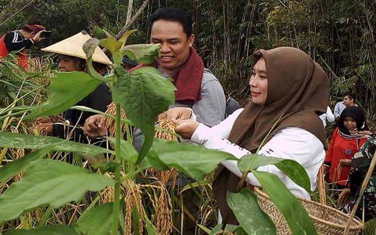 Bupati Lamandau Hendra Lesmana bersama istri dan sejumlah masyarakat panen padi di lahan milik warga Kecamatan Delang. (FOTO : HENDI NURFALAH)?