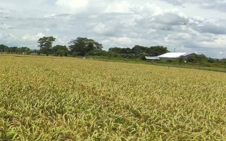 Kodeco Energy Ingin Wujudkan Investasi Green Rice and Food Estate Kalteng
