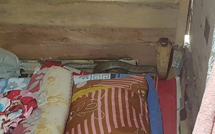 Saat Bangun Tidur ada Ular Cobra, Nasib Buruh Tani Ini Masih Baik