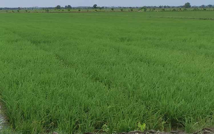 Tanaman padi program food estate Kalteng. Wakil Gubernur Kalimantan Tengah (Kalteng), Edy Pratowo berharap perbankan bisa ikut serta mendukung program pemerintah. (FOTO: HERMAWAN)