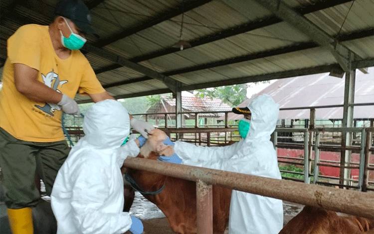 DPKH Kobar Perketat Ternak dari Luar Daerah Cegah Penyakit LSD