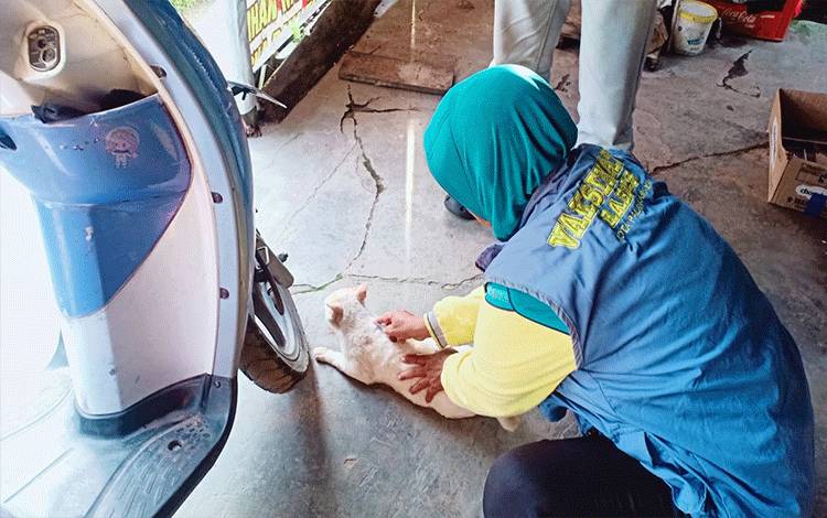 Vaksinator rabies memberikan vaksin kepada kucing milik masyarakat kota Palangka Raya. (FOTO: TESTI PRISCILLA)