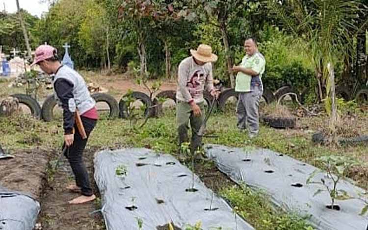Dinas Pertanian Kaji Terap Komoditas Cabai di BPP Paju Epat