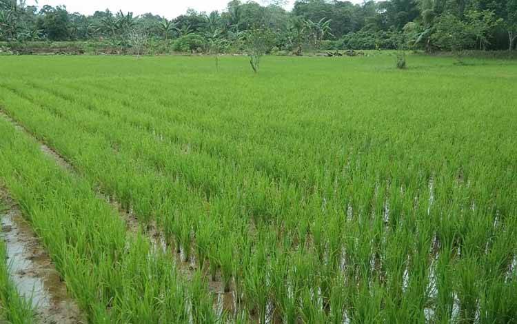 Usia Padi 2 Bulan Belum Dipupuk, Petani di Ampah Mengeluh tak Kebagian Pupuk Subsidi