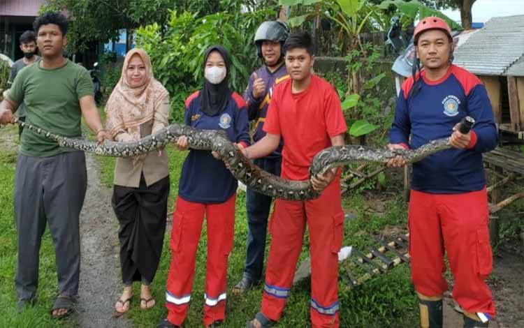 BPK Tirta Borneo Kapuas Evakuasi Ular Sanca di Kandang Ayam Warga