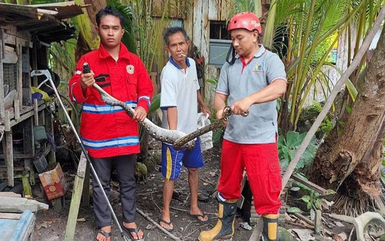 BPK Tirta Borneo Kapuas Evakuasi Ular Sanca Mangsa 2 Ekor Ayam Milik Warga