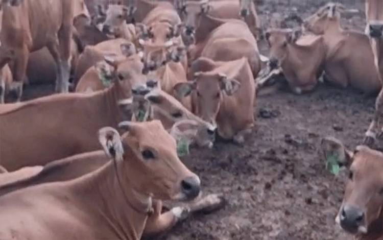 Pasokan Sapi untuk Palangka Raya Sudah Diberangkatkan dari Lamongan