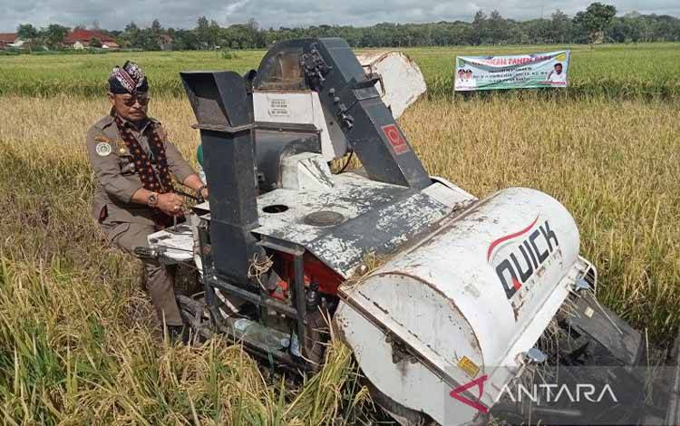 Menteri Pertanian RI Syahrul Yasin Limpo saat melakukan panen padi di bulak Desa Caturharjo, Kabupaten Bantul, Daerah Istimewa Yogyakarta. Selasa (14/2/2023) (ANTARA/Hery Sidik)