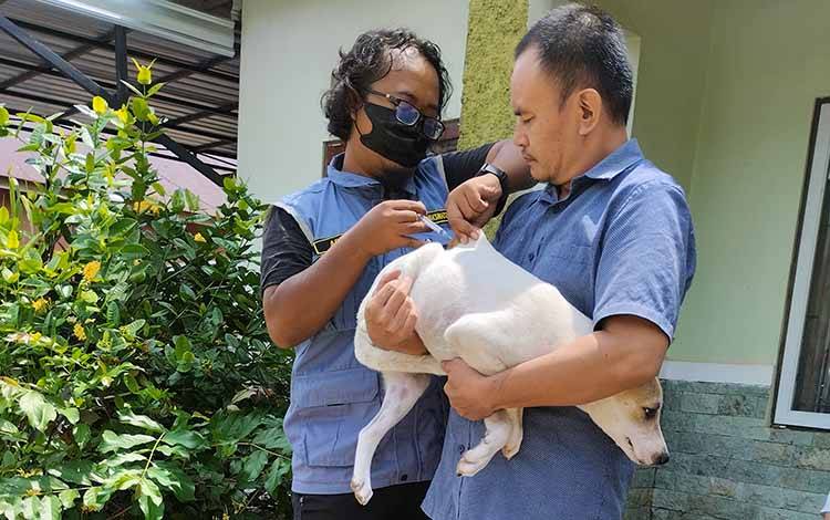 PDHI Kalteng: Pengendalian Penyakit pada Hewan di Barsel Terkendala karena Tidak Ada Dokter Hewan