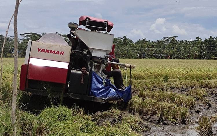 TPHP Kalteng Catat 8 Varietas Sudah Ditanam di Food Estate