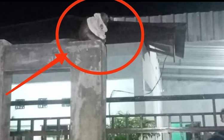 Seekor monyet yang meresahkan warga Jalan Matal berhasil ditangkap petugas rescue Damkar. (FOTO: DAMKAR)