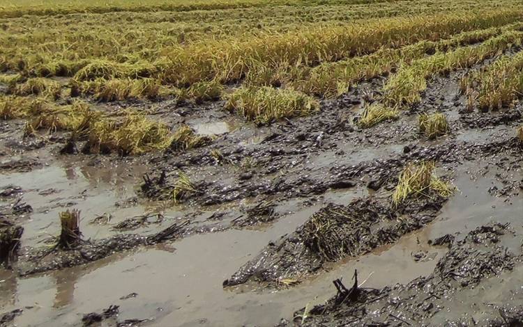 Lahan food estate Kalteng di Kabupaten Kapuas. Program yang difokuskan di Kabupaten Kapuas dan Kabupaten Pulang Pisau ini digadang-gadang sebagai langkah membuat lumbung pangan Kalteng, Jumat, 24 Februari 2023. (FOTO: HERMAWAN)