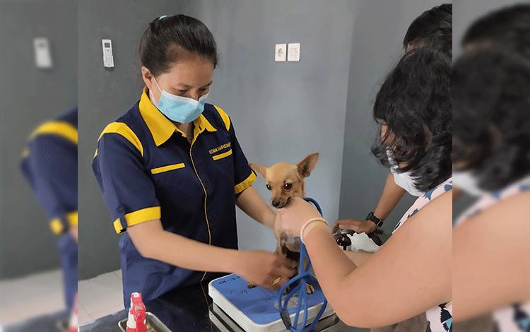 Penimbangan hewan yang dibawa ke Klinik Hewan milik Pemko Palangka Raya sebelum diberikan tindakan kesehatan. (FOTO: TESTI PRISCILLA)