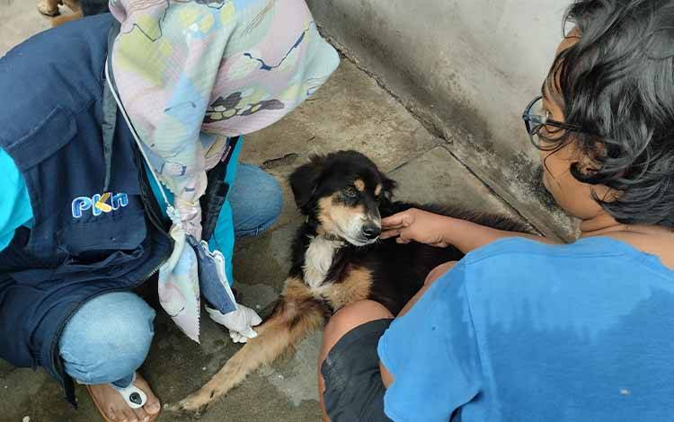 Begini Saran drh Eko Hari Yuwono Waktu Pemberian Vaksin untuk Hewan Penular Rabies