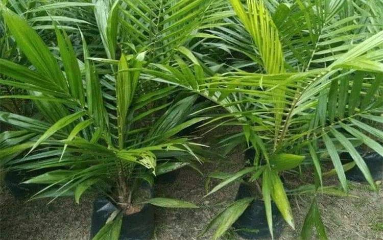 Peremajaan Sawit Rakyat Harus Dilakukan untuk Pertahankan Produktivitas Sawit Indonesia