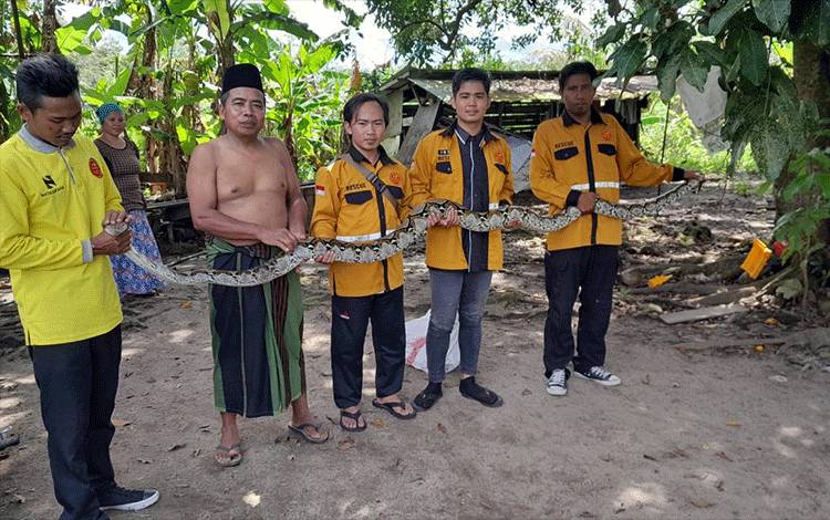 Ular Sawa 4 Meter Nyaris Makan Ternak Warga Palangka Raya