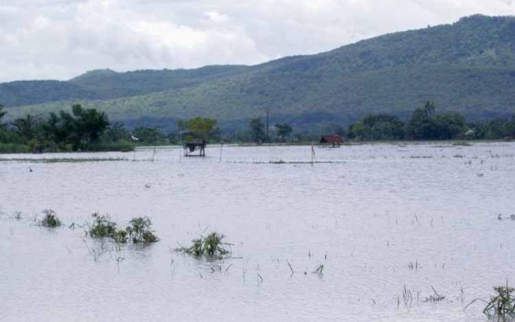 Puluhan Hektare Pertanian Situbondo Terancam Gagal Panen Akibat Banjir