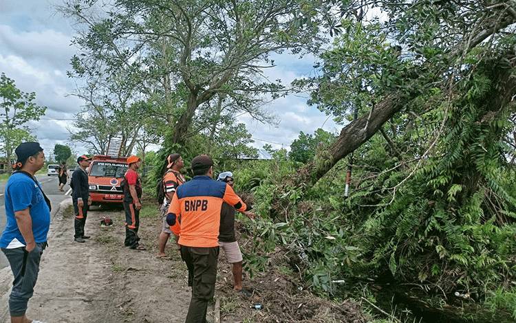 BPBD Palangka Raya Tebang Pohon Rawan Tumbang