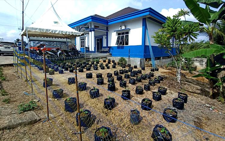 Desa Lemo II Bangun Lahan Toga Demi Ikuti Lomba Desa Tingkat Kabupaten