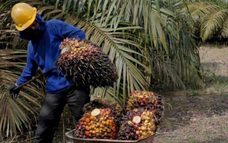 Banyak Program BPDPKS yang Bisa Diakses Petani Kelapa Sawit