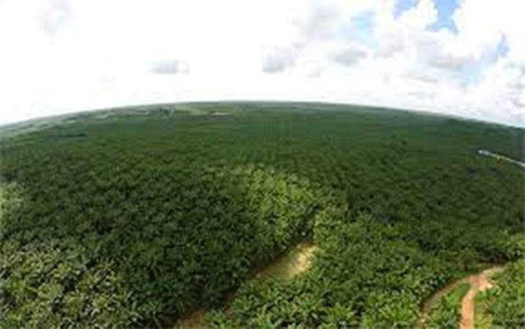 ILUSTRASI - Kebun sawit PT MKM