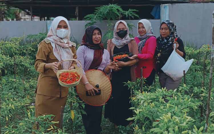 Lurah Kalampangan Panen Cabai Perdana di Kebun PKK