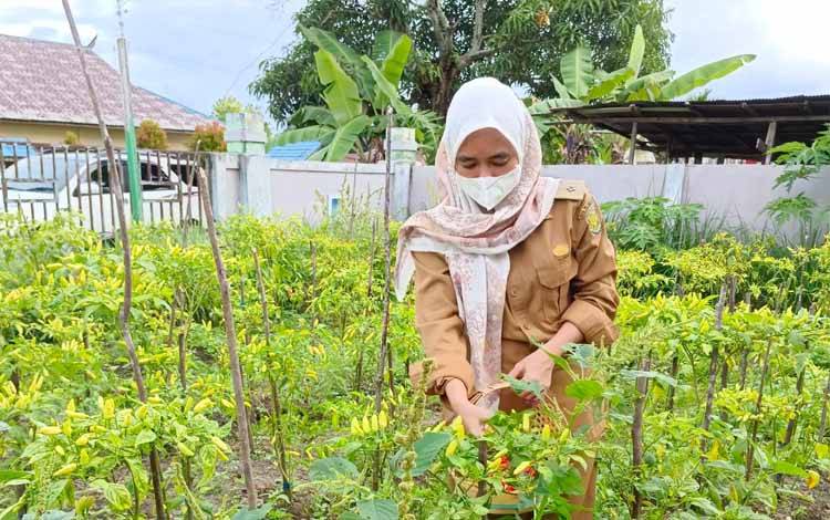 Kelurahan Kalampangan Berencana Buat Abon Cabai