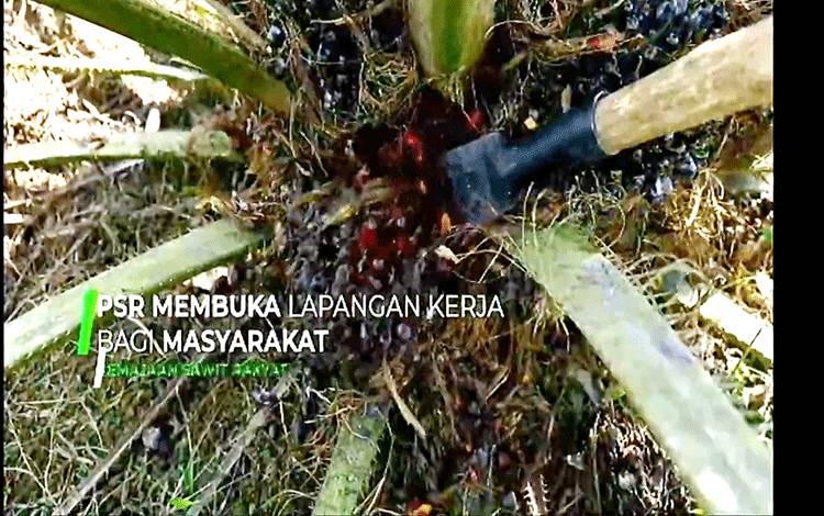GAPKI Sebut Pemerintah Sudah Beri Perhatian Pengembangan Industri Sawit Nasional